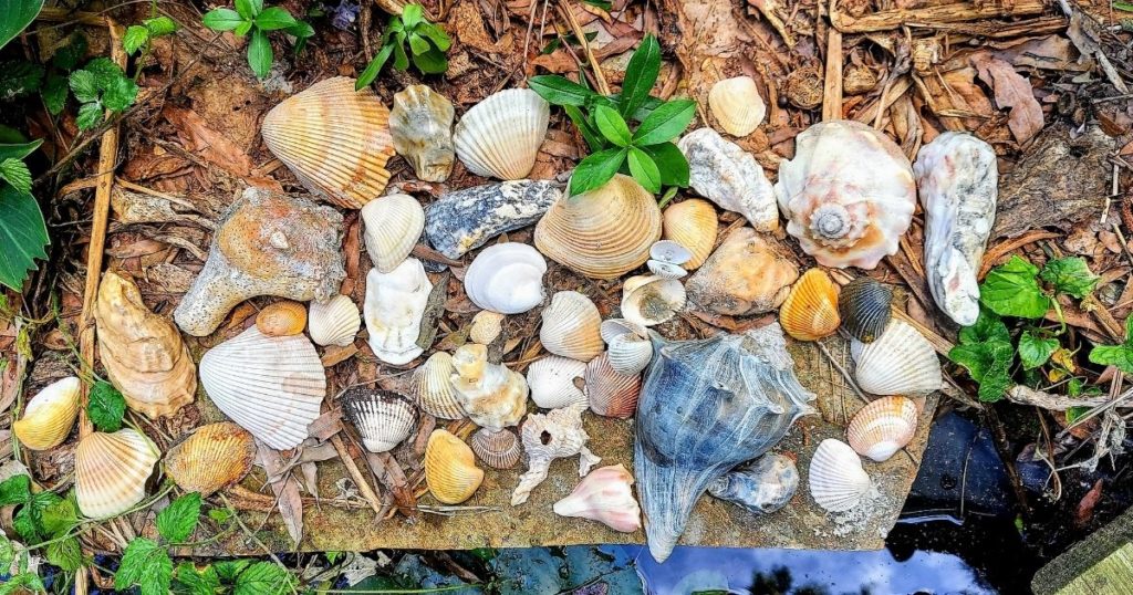 Seashells I found at Ocean Isle Beach in NC