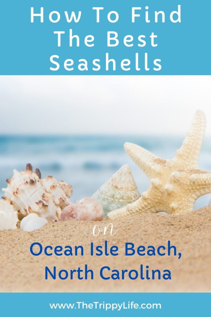 Ocean Isle Beach Shelling Pinterest Pin