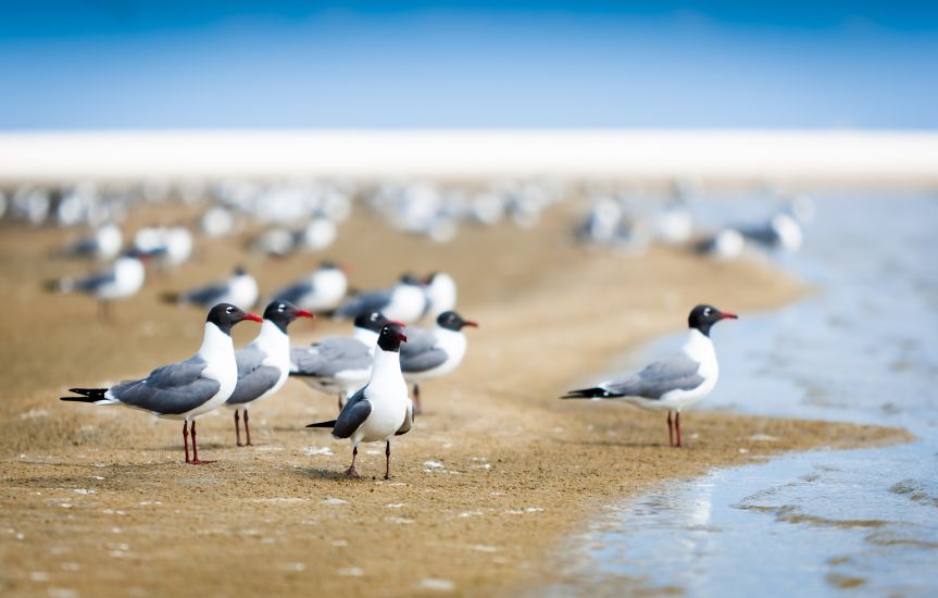 Birds of the Outer Banks