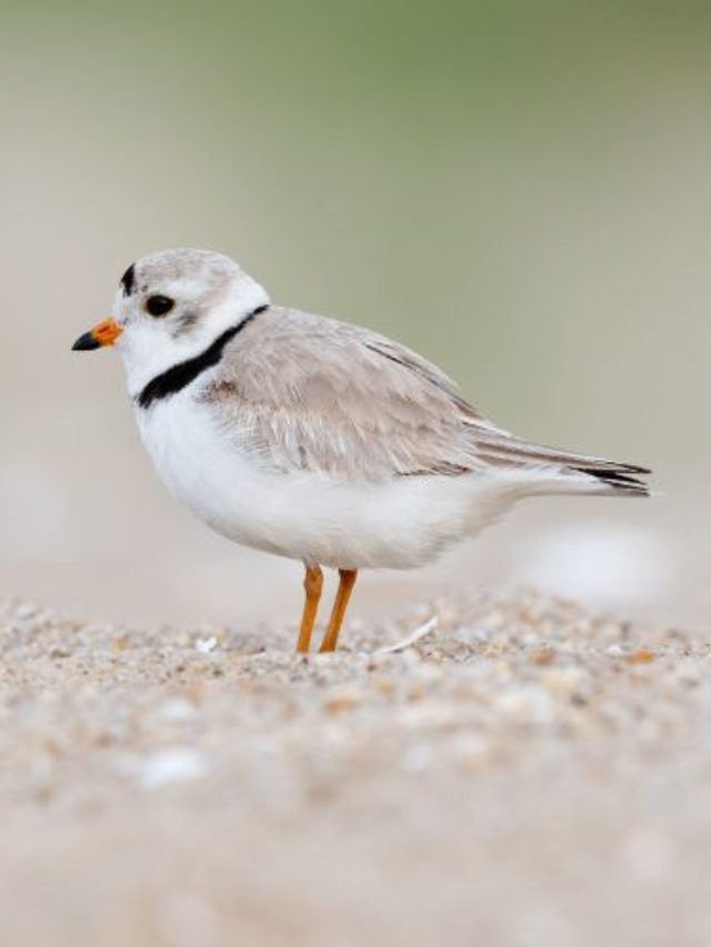 Beautiful Coastal Birds of the Carolinas - The Trippy Life