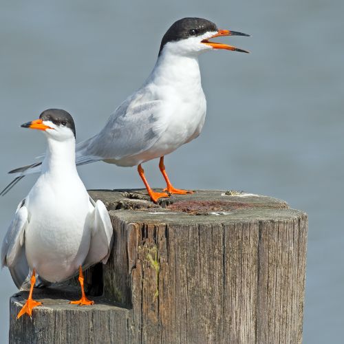 Forster's Tern Birds of Outer Banks