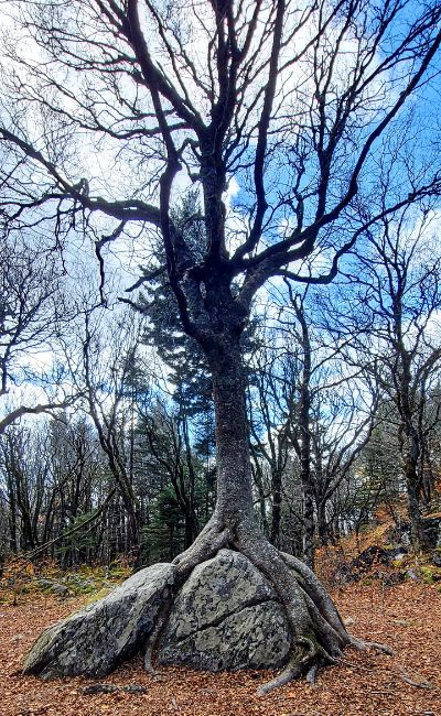Magic Tree at Grayson Highlands State Park Abingdon, VA