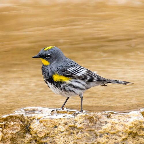 Yellow-rumped Warbler birds of the Outer Banks