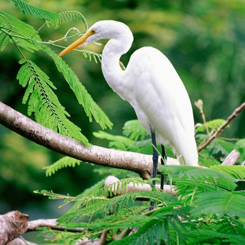 The Great Egret Shore Bird of South and North Carolina