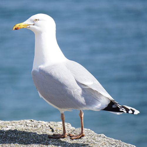 Seagull Ocean birds of South Carolina North Carolina and the Outer Banks