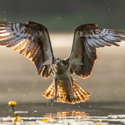 Osprey Water birds of North Carolina