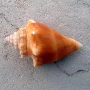 Florida Fighting Conch Shell
