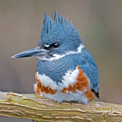 A Belted Kingfisher, a common bird in South Carolina.