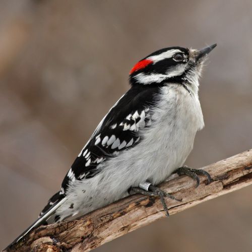 Downy Woodpecker - woodpeckers of NC.