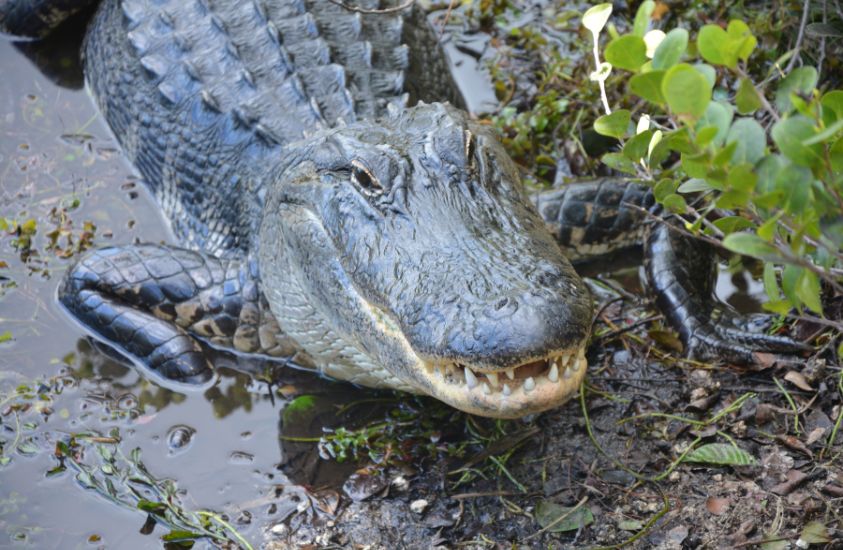 Alligator is a deadly animal in NC