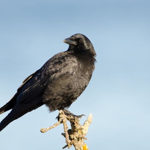The American Crow is a bird found in North and South Carolina.