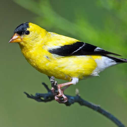 The American Goldfinch - SC Bird Identification.