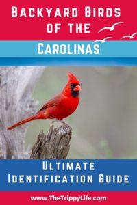 Backyard birds of the Carolinas pinterest pin