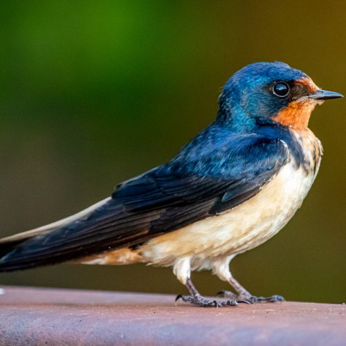 A Barn Swallow, found in North and South Carolina as well as most of the world.