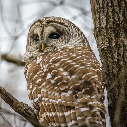 Barred Owl North and South Carolina