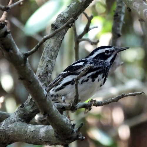 Black and White Warbler from NC Backyard Birds Identification 