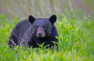 Top 16 Deadliest Animals In North Carolina - The Trippy Life