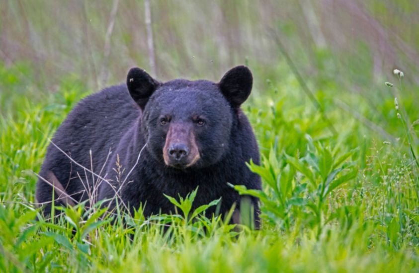 Black Bear one of the dangerous animals in NC