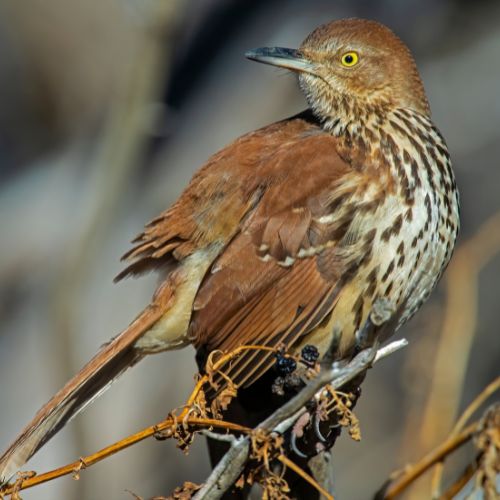The Brown Thrasher - birds of North Carolina.
