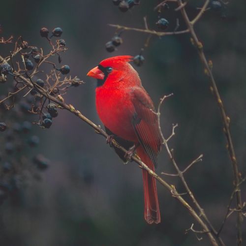 Cardinal NC Backyard Birds Identification