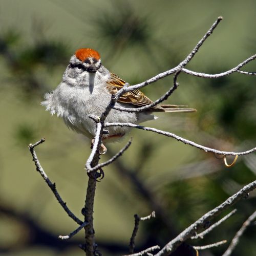 Chipping Sparrow, birds of the Carolinas.