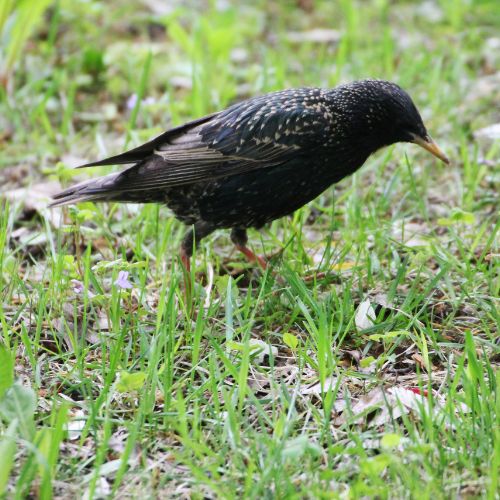 The Common Starling Bird Identification with pictures.
