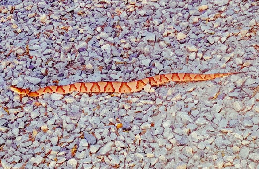 Copperhead Snake Deadly animal found in North Carolina