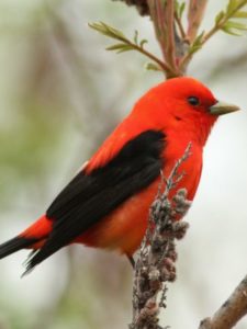 Scarlet Tanager, a small bird of North and South Carolina