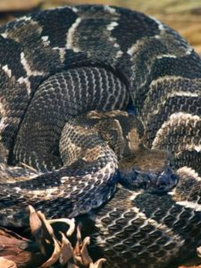 Timber Rattlesnake is a dangerous animal living in North Carolina