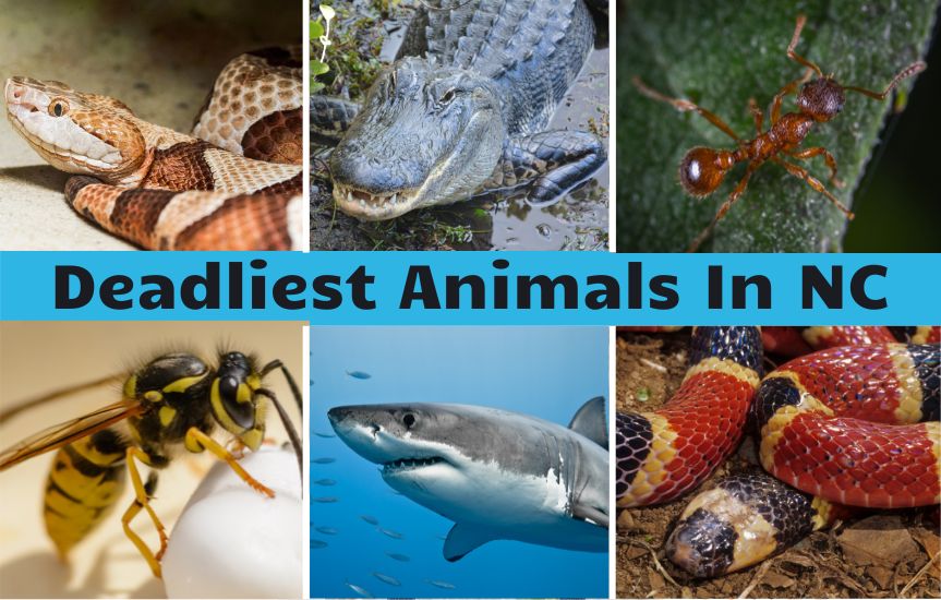Top 16 Deadliest Animals In North Carolina - The Trippy Life