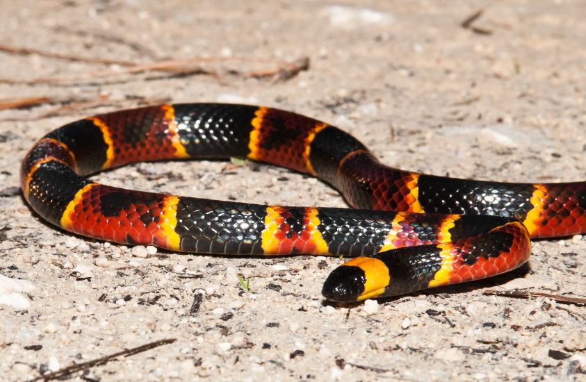 Eastern Coral Snake Dangerous animal in NC