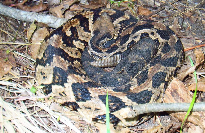 Eastern Diamondback Rattlesnake scary animals in NC