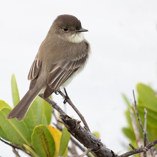 The Eastern Phoebe, a bird common in eastern North America.