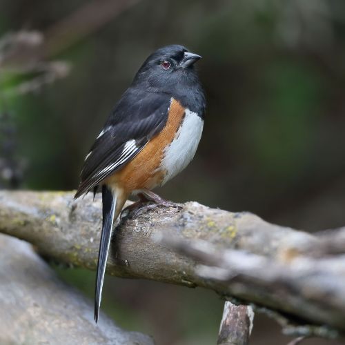 The eastern Towee, a backyard bird of North and South Carolina.