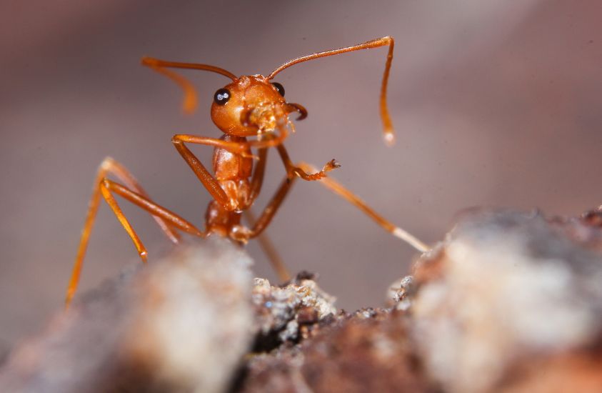 Fire Ants are a dangerous animal in NC