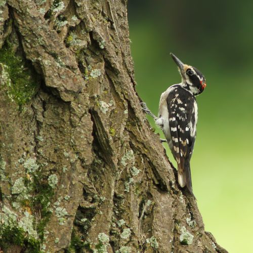 Hairy Woodpecker - a woodpecker found in SC 