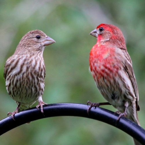Male and female house finch.