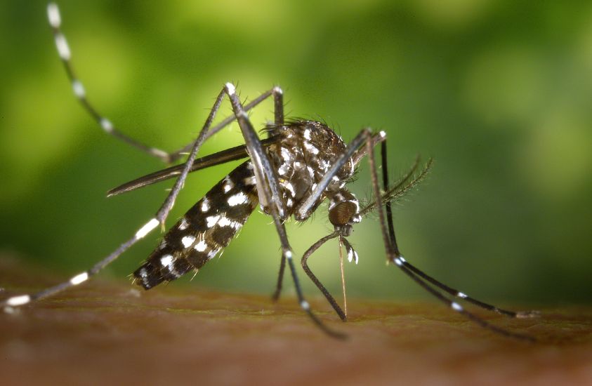Mosquitos can be a dangerous animal in NC