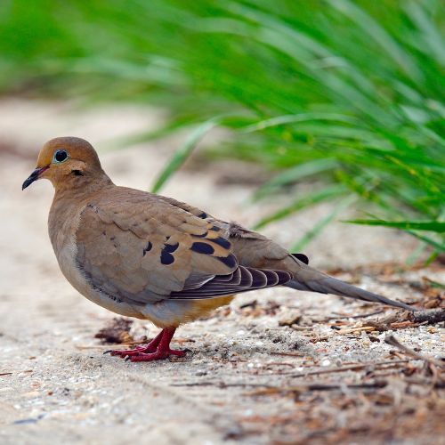 The Mourning Dove, a common backyard bird in North America.