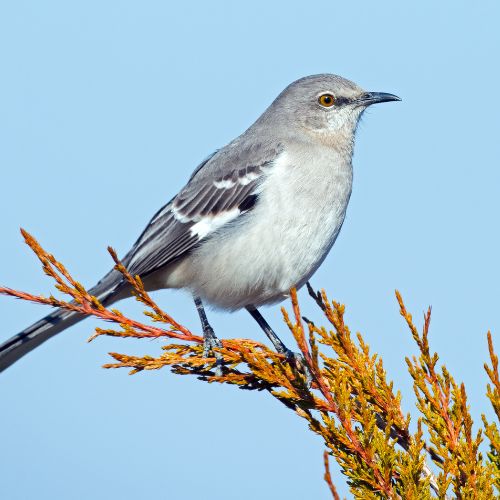Northern Mockingbird from Backyard Birds of the Carolinas Identification Guide.