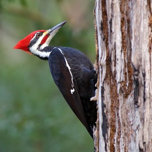 Pileated Woodpecker, NC Woodpeckers.
