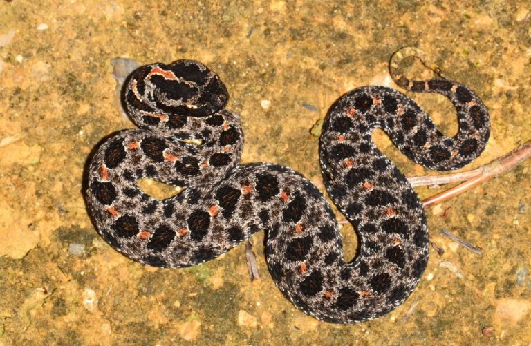 Top 16 Deadliest Animals In North Carolina The Trippy Life