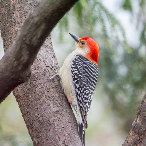 Red-Bellied Woodpecker - Woodpeckers in NC.