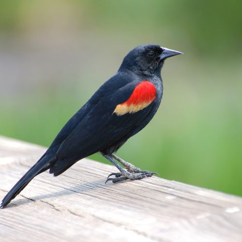 The Red-Winged Blackbird, a backyard bird of South Carolina.