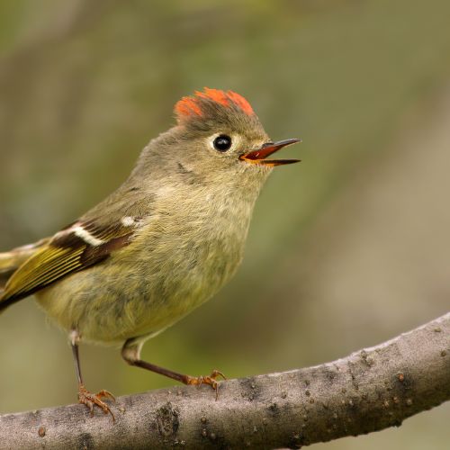 Ruby-Crowned Kinglet, a backyard bird of NC.