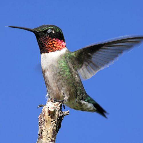 Ruby Throated Hummingbird - NC Bird Identification