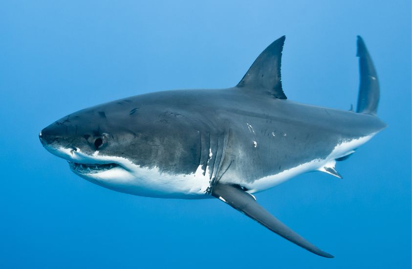 Shark found in North Carolina