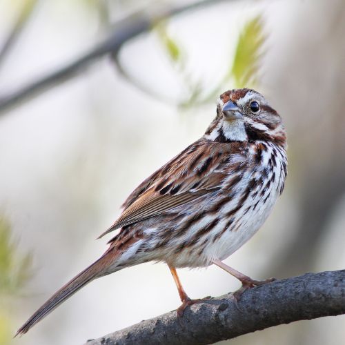 Song Sparrow, pictures of North Carolina Birds