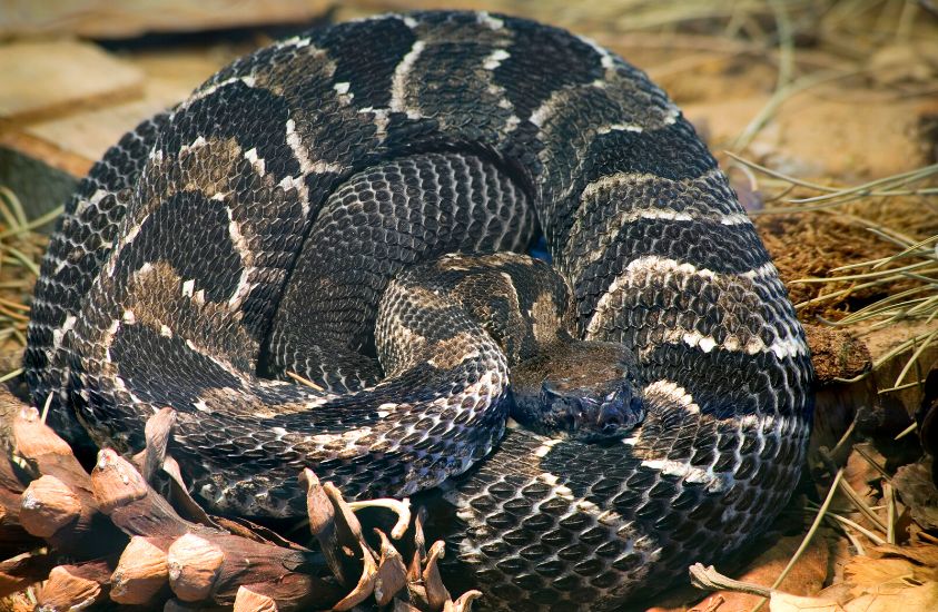 16 Dangerous Animals In North Carolina - The Trippy Life