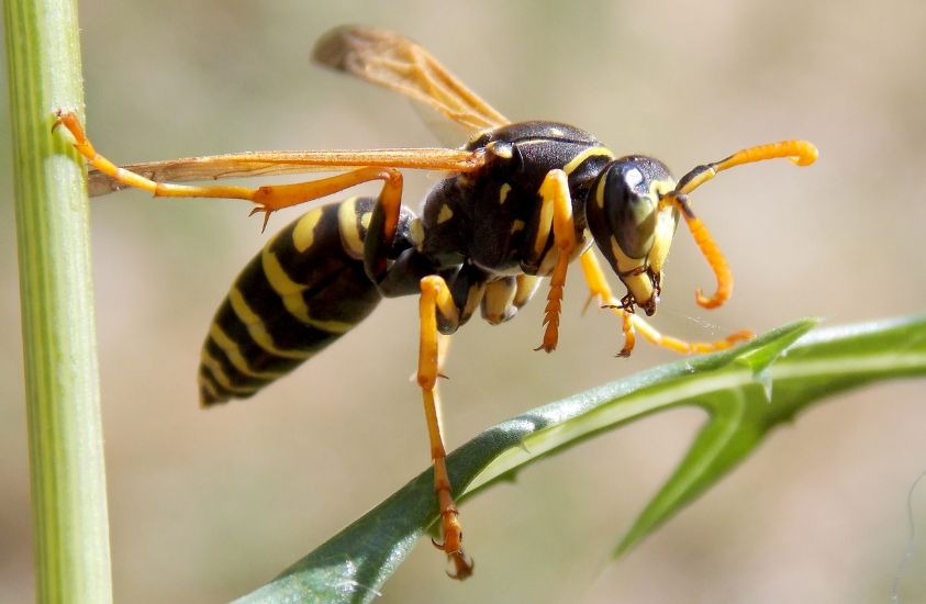 Wasp a dangerous animal in North Carolina